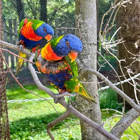 Cotinga, Balneo, Bien-etre, Parc Des Oiseaux