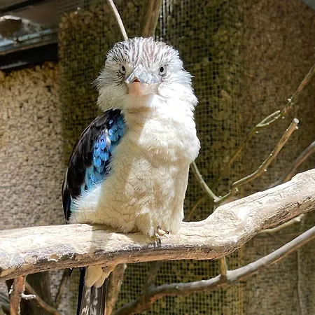 Cotinga, Balneo, Bien-etre, Parc Des Oiseaux 3* فيلار-ليه-دومب